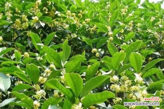 桂花干叶子是怎么回事