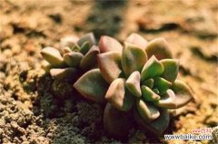 姬胧月掉叶子是什么原因，补充光照病虫防治