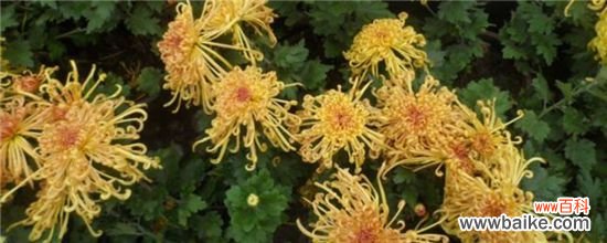 怎样让菊花矮壮不长高