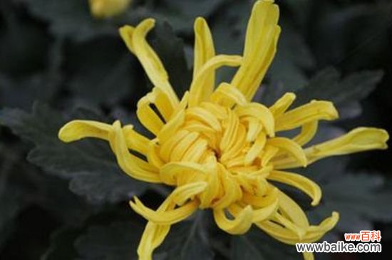 怎样让菊花矮壮不长高