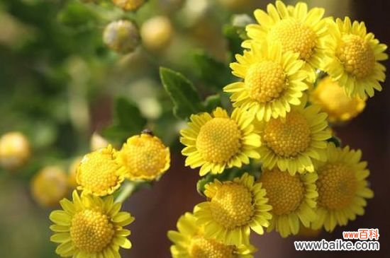 怎样让菊花矮壮不长高