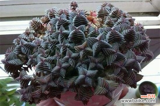 茜之塔烂根怎么办?剪掉烂根更换盆土光照