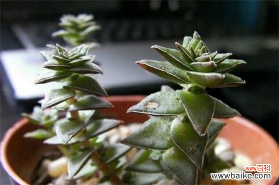 茜之塔烂根怎么办?剪掉烂根更换盆土光照