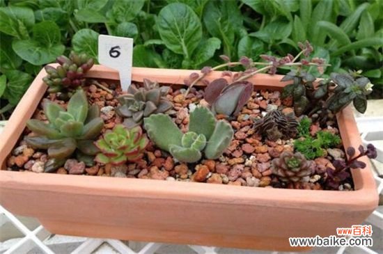 茜之塔烂根怎么办?剪掉烂根更换盆土光照