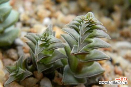 茜之塔烂根怎么办?剪掉烂根更换盆土光照