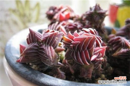 茜之塔的病虫害及其防治,叶斑病需剪叶洒药防治