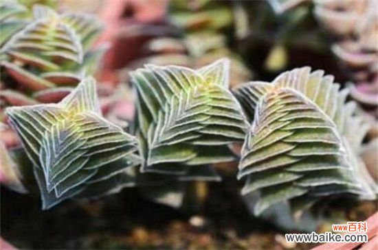 茜之塔的病虫害及其防治,叶斑病需剪叶洒药防治