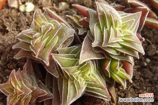 茜之塔的病虫害及其防治,叶斑病需剪叶洒药防治