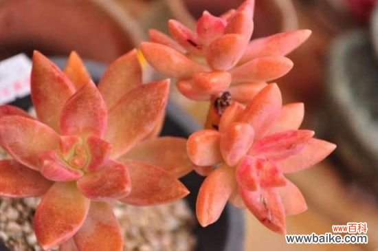 铭月常见病虫害及防治方法，炭疽病药剂喷洒减少氮肥