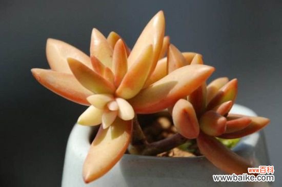 铭月常见病虫害及防治方法，炭疽病药剂喷洒减少氮肥