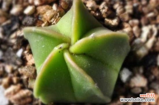 鸾凤玉烂根了怎么办？鸾凤玉烂根的解决方法