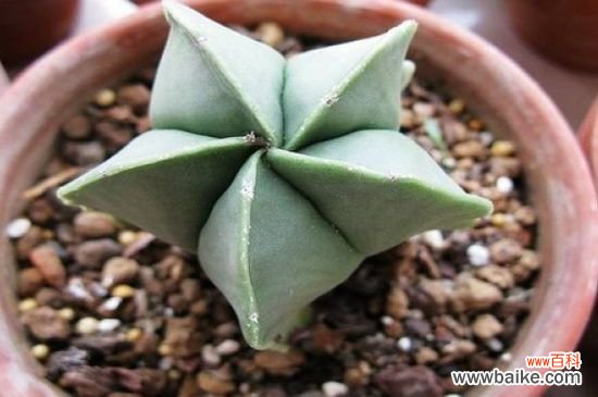 鸾凤玉烂根了怎么办？鸾凤玉烂根的解决方法