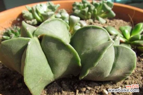 鸾凤玉烂根了怎么办？鸾凤玉烂根的解决方法