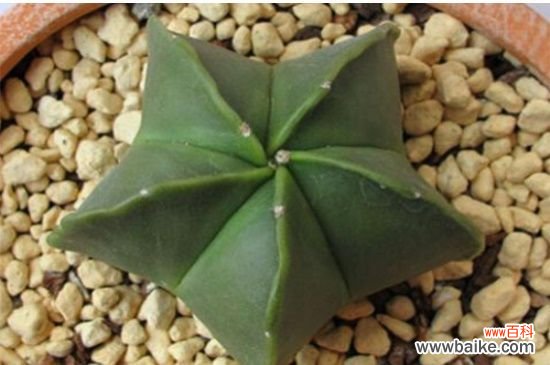 鸾凤玉烂根了怎么办？鸾凤玉烂根的解决方法