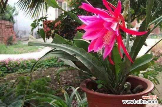 荷花令箭长出三棱的原因