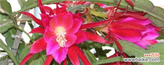 荷花令箭长出三棱的原因