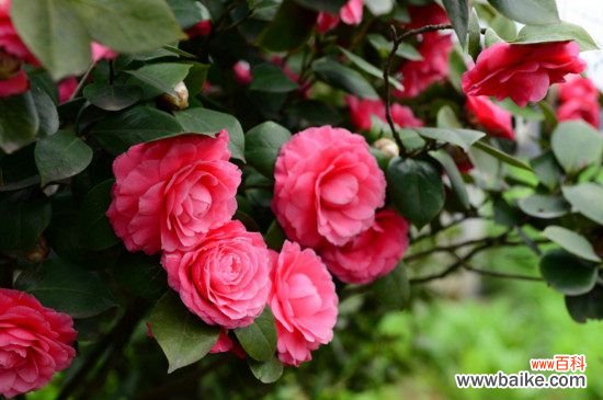 怎么判断茶花烂根