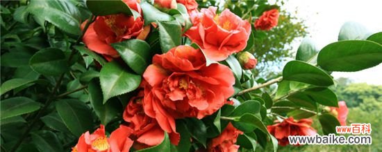 怎么判断茶花烂根