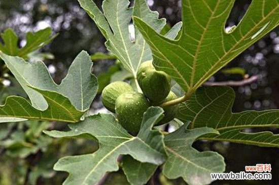 无花果树叶子发黄有斑怎么办