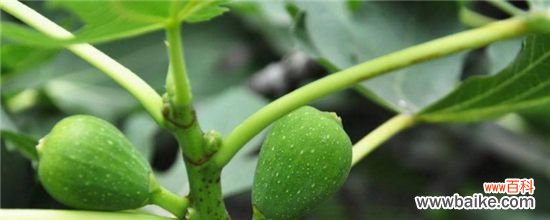 无花果树叶子发黄有斑怎么办