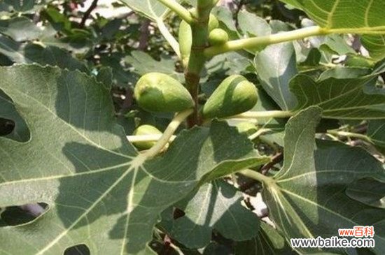 无花果树叶子发黄有斑怎么办