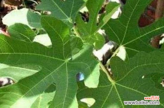 无花果树叶子发黄有斑怎么办