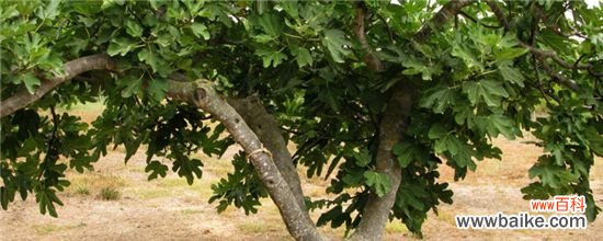 无花果树上有蚂蚁怎么治