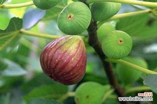 无花果树上有蚂蚁怎么治