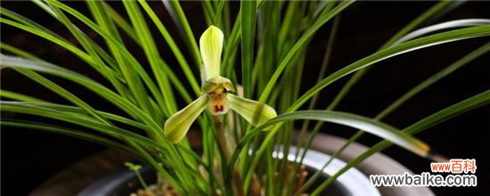 兰花叶子尖发黑怎么治