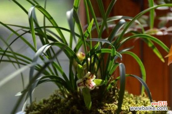 兰花叶子尖发黑怎么治