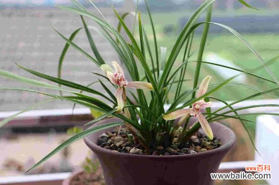 兰花叶子尖发黑怎么治