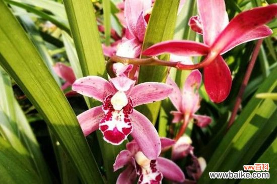 兰花叶子尖发黑怎么治