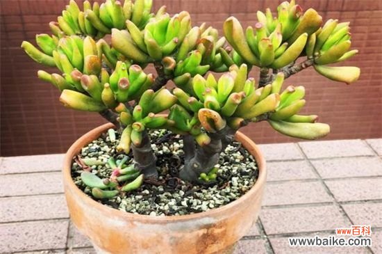 筒叶花月叶子变软怎么办？筒叶花月叶子变软的处理方法