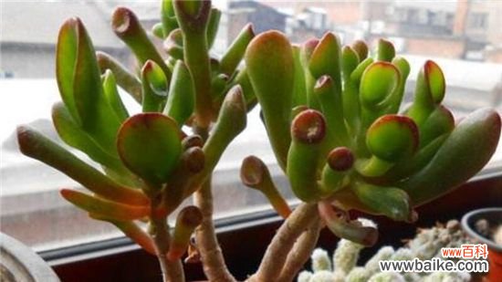 筒叶花月叶子变软怎么办？筒叶花月叶子变软的处理方法