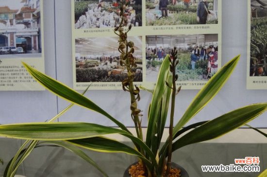 兰花叶子变黑的的治疗方法