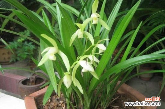 兰花叶子下垂怎么治疗？兰花叶子下垂的治疗方法