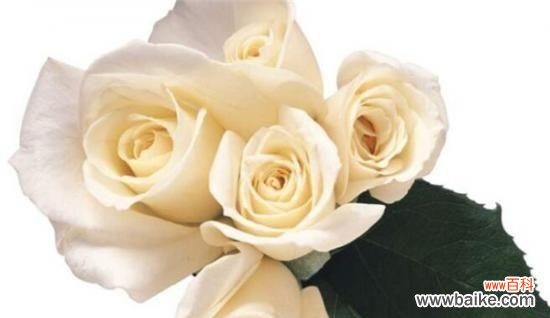 探寻送白玫瑰的文化内涵 白玫瑰的意义与传承