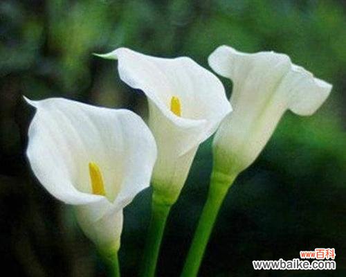 探寻马蹄莲花语的花海世界 马蹄莲花语的美好寓意