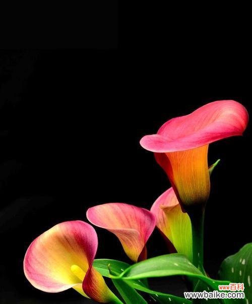 探寻马蹄莲花语的花海世界 马蹄莲花语的美好寓意