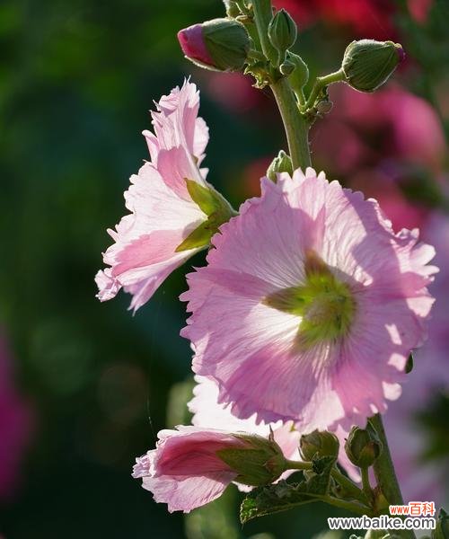 蜀葵花语,唤醒内心的力量 解读蜀葵花语的象征意义