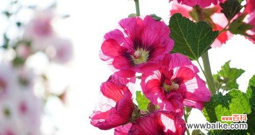 蜀葵花语,唤醒内心的力量 解读蜀葵花语的象征意义