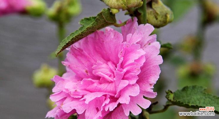 蜀葵花语,唤醒内心的力量 解读蜀葵花语的象征意义