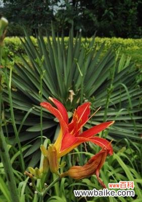 探寻萱草的深刻内涵 萱草花语与寓意