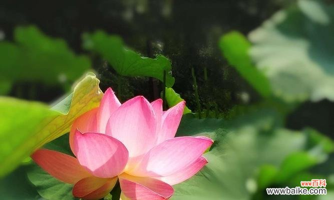 纯洁 白色莲花的花语与象征意义