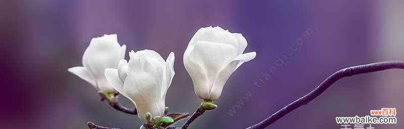 探寻白蓝花的花语之美 白蓝花的花语及其寓意