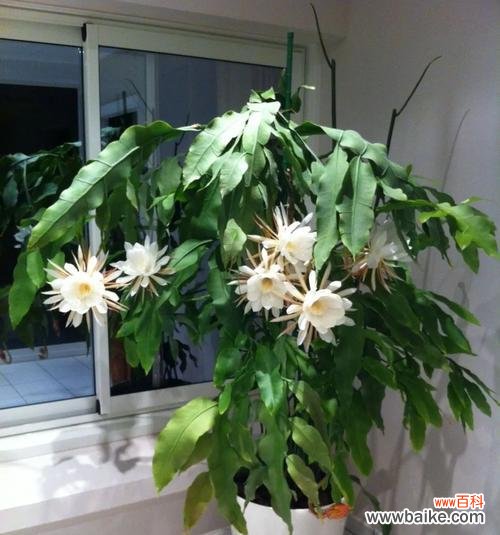 探寻以昙花的象征意义与生命哲学 以昙花