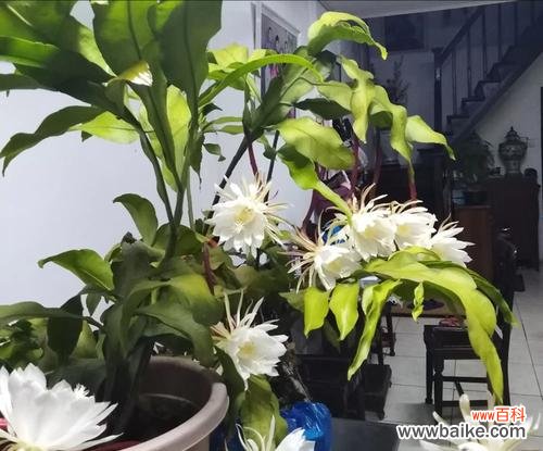 探寻以昙花的象征意义与生命哲学 以昙花