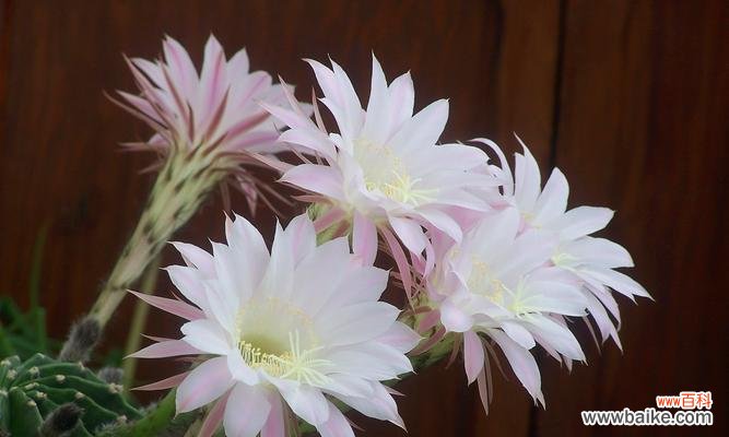 探寻以昙花的象征意义与生命哲学 以昙花