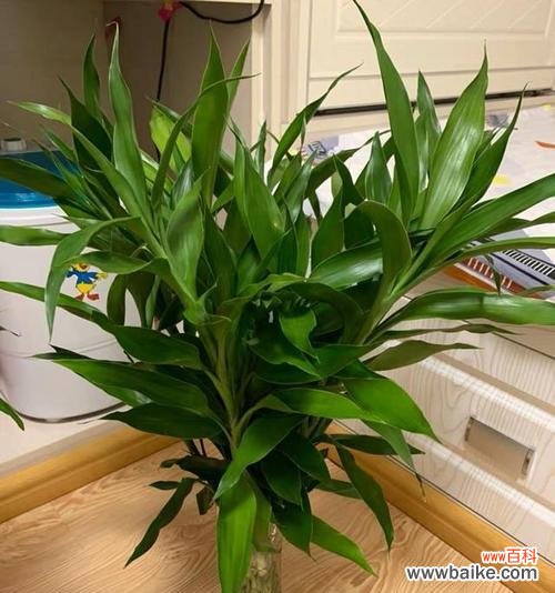 传递好运 搬家送富贵竹，寓意吉祥繁荣