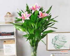 传递好运 搬家送富贵竹，寓意吉祥繁荣